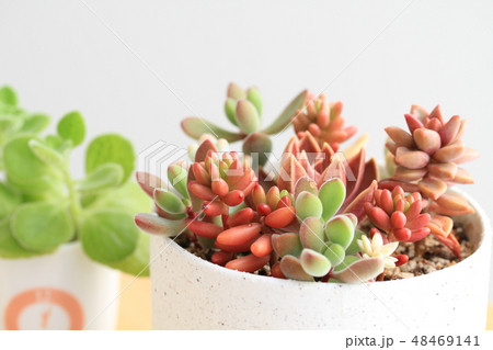 多肉植物 48469141