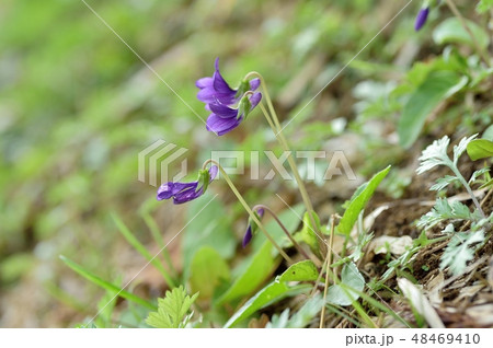 ノジスミレ 48469410