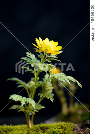 福寿草(元日草) 福寿草(元日草) 48469500