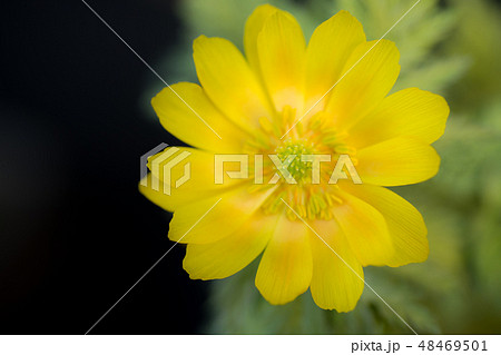 福寿草(元日草) 福寿草(元日草) 48469501