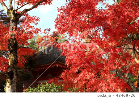 東福寺の紅葉 48469726