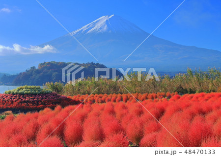 山梨県 紅葉コキアと富士山 河口湖大石公園 の写真素材