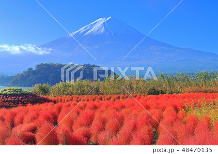 山梨県 紅葉コキアと富士山 河口湖大石公園 の写真素材