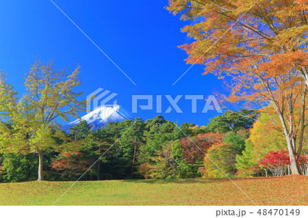 山梨県 富士パインズパーク紅葉の写真素材