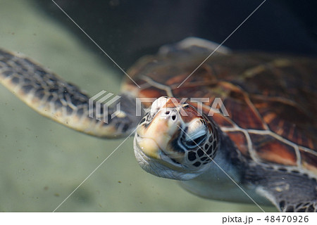 ウミガメ アオウミガメ 亀 爬虫類 生き物 海 南国 沖縄 海水 泳ぐ ウミガメ アオウミガメ 亀 爬虫類 生き物 海 南国 沖縄 海水 泳ぐ 48470926