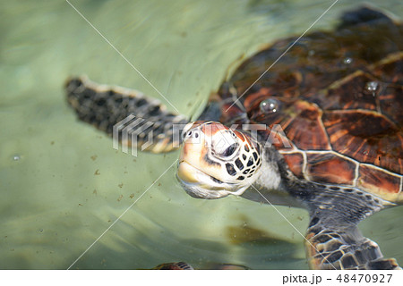 ウミガメ アオウミガメ 亀 爬虫類 生き物 海 南国 沖縄 海水 泳ぐの写真素材