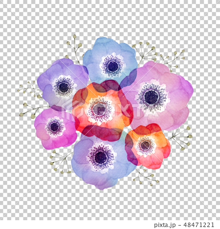 海葵花束水彩插圖 插圖素材 圖庫