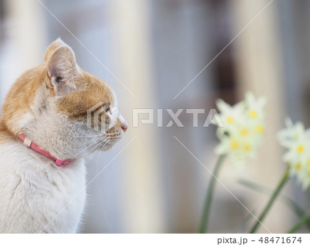外飼いの猫 外飼いの猫 48471674