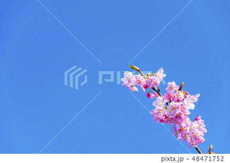 河津桜(頼朝桜) 河津桜(頼朝桜) 48471752