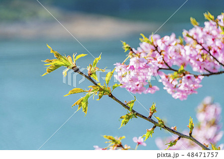 河津桜(頼朝桜) 48471757