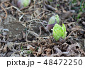 ふきのとう 48472250