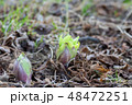 ふきのとう 48472251