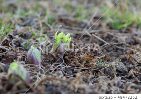 ふきのとう ふきのとう 48472252