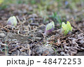 ふきのとう 48472253