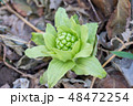 ふきのとう 48472254