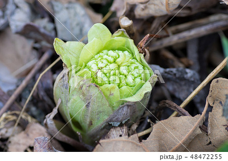 ふきのとう 48472255