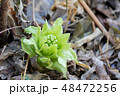 ふきのとう 48472256