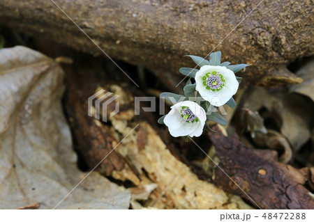野生の花 辺山風花 春 48472288