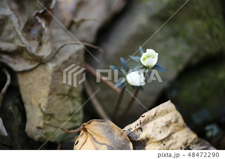 野生の花 辺山風花 春 48472290