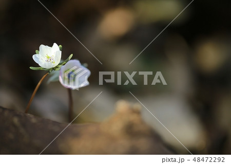野生の花 辺山風花 春 48472292