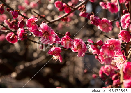 春の訪れ 梅の花 春の訪れ 梅の花 48472343