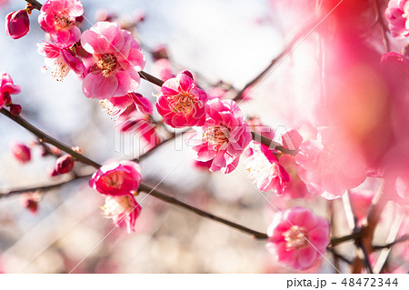 春の訪れ 梅の花 春の訪れ 梅の花 48472344