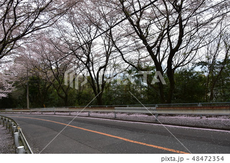 桜並木 桜並木 48472354