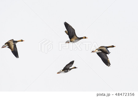 マガンの飛翔 マガンの飛翔 48472356