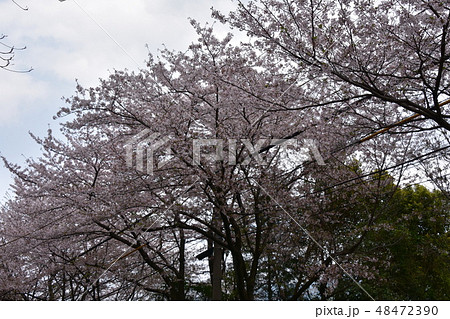 桜並木 桜並木 48472390