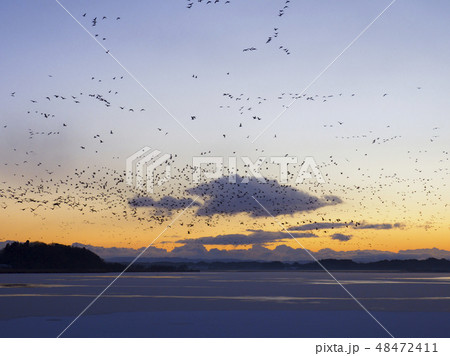 伊豆沼の雁の飛び立ち 48472411
