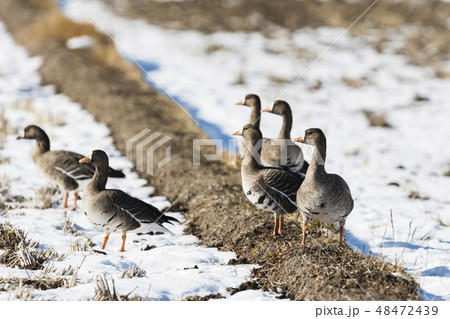 マガン マガン 48472439