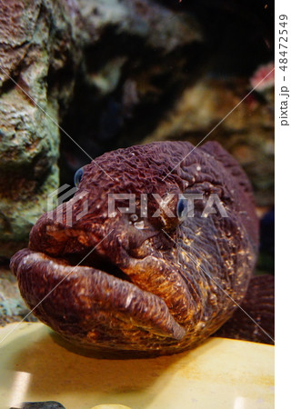 オオカミウオ 48472549