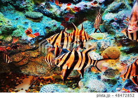 オールドワイフ オールドワイフ 48472852