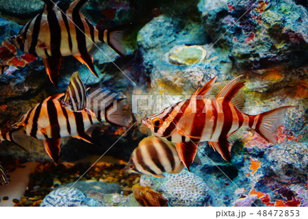 オールドワイフ 48472853