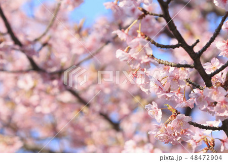 河津桜 48472904