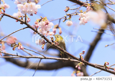 桜 48473151