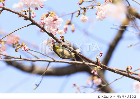 桜 48473152