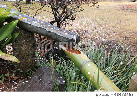 ししおとしと梅の散り花 ししおとしと梅の散り花 48473468