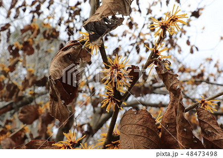 シナマンサク シナマンサク 48473498