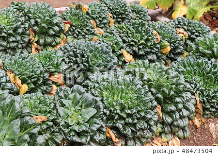 ターツァイ 48473504