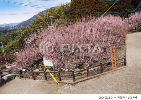大牟田普光寺臥龍梅 大牟田普光寺臥龍梅 48473544