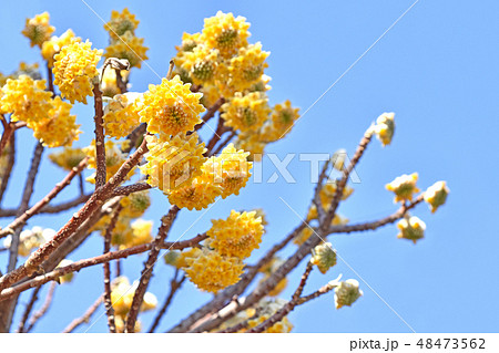 ミツマタの花 ミツマタの花 48473562
