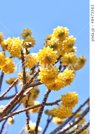 ミツマタの花 48473563