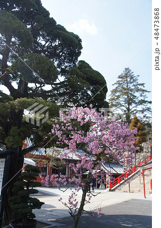 紅梅と松(兵庫県宝塚市 中山寺) 紅梅と松(兵庫県宝塚市 中山寺) 48473868