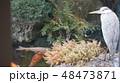 我が家の池をのぞいている 48473871