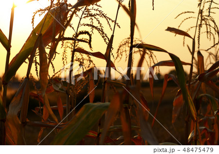 Backlit Maize field at evening sunset time 48475479