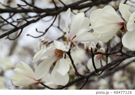 こぶし こぶし 48477128