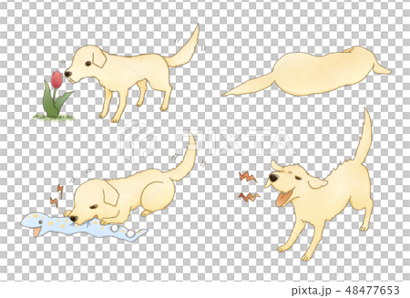 かわいい犬のポーズセット 48477653
