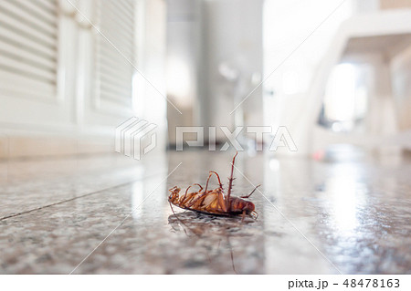 Dead cockroach on floor 48478163