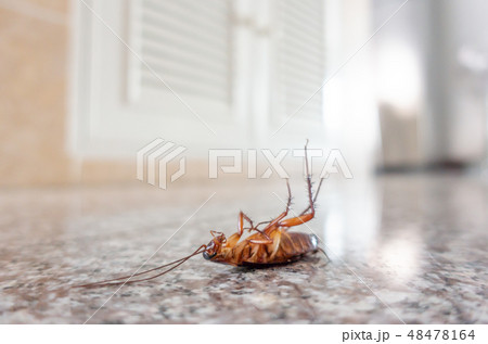 Dead cockroach on floor 48478164